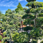 arbustes et arbre d'ornement