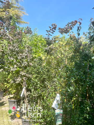 arbustes et arbre d'ornement