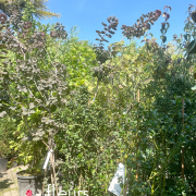 arbustes et arbre d'ornement