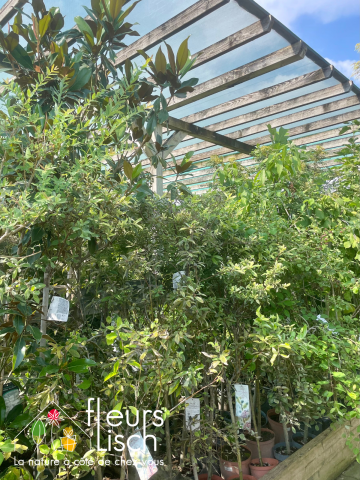 arbustes et arbre d'ornement