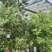 arbustes et arbre d'ornement