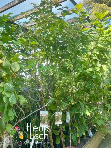 arbustes et arbre d'ornement