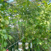 arbustes et arbre d'ornement