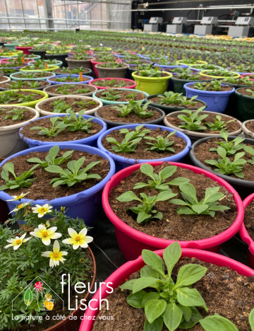 plantation annuelles