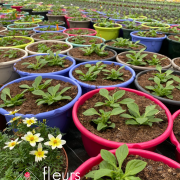 plantation annuelles