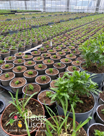 plantation annuelles