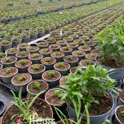 plantation annuelles