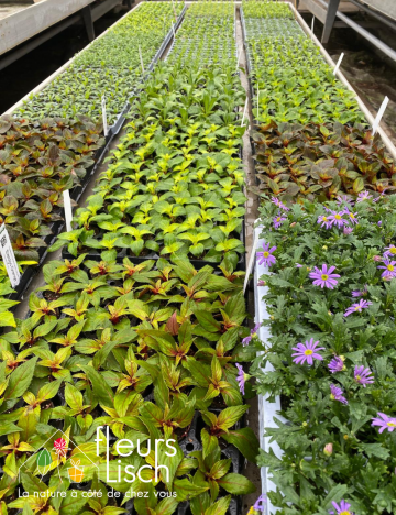 plantation annuelles