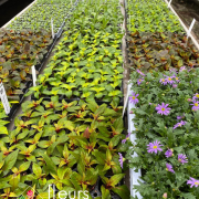 plantation annuelles