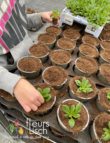 plantation annuelles