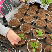 plantation annuelles