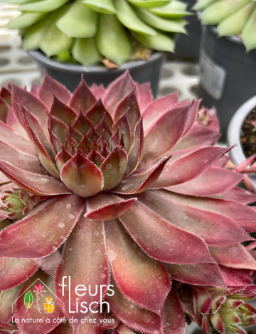 Sempervivum