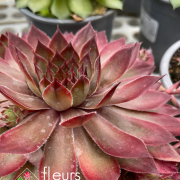 Sempervivum