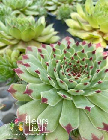 Sempervivum
