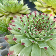 Sempervivum