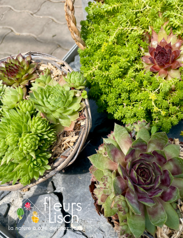 Sedum et sempervivum