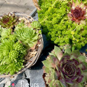 Sedum et sempervivum