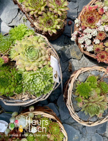 Sedum et sempervivum