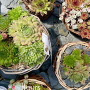 Sedum et sempervivum