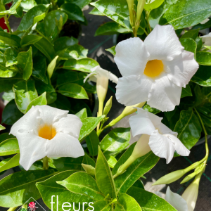 Plante économe en eau