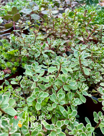 Sedum