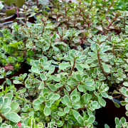 Sedum