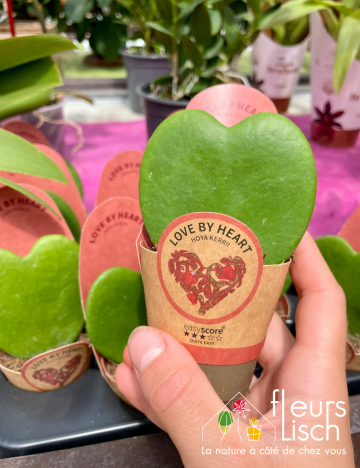 plante fleurie INTERIEUR