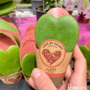 plante fleurie INTERIEUR