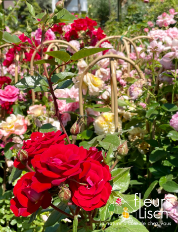 plante fleurie EXTERIEUR