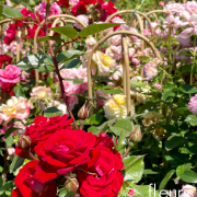 plante fleurie EXTERIEUR