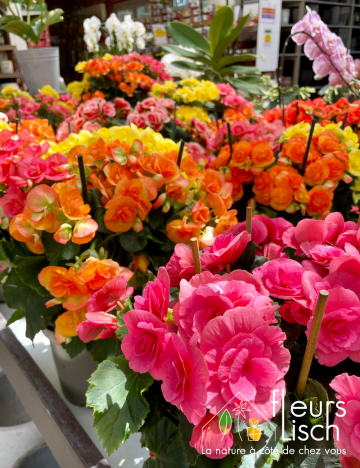 Begonia INTERIEUR