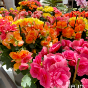 Begonia INTERIEUR