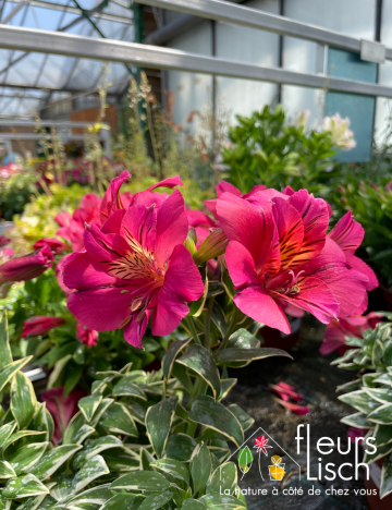 Alstromeria EXTERIEUR
