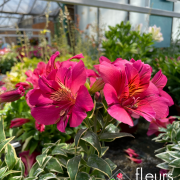Alstromeria EXTERIEUR