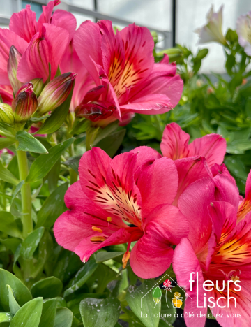Alstromeria EXTERIEUR