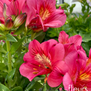 Alstromeria EXTERIEUR