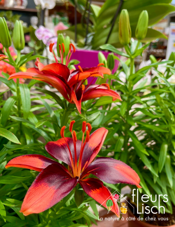 plante fleurie INTERIEUR
