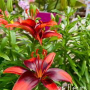 plante fleurie INTERIEUR