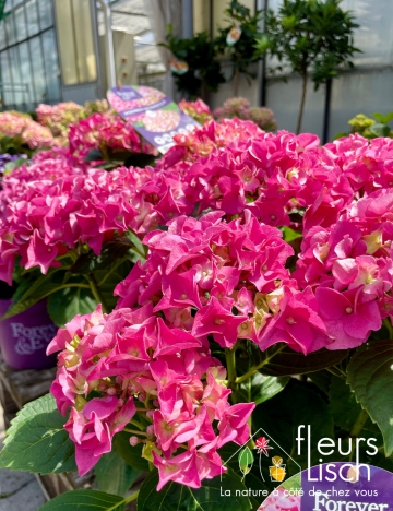 Hortensia EXTERIEUR