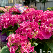 Hortensia EXTERIEUR