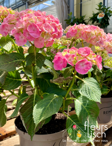 plante fleurie INTERIEUR