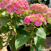 plante fleurie INTERIEUR