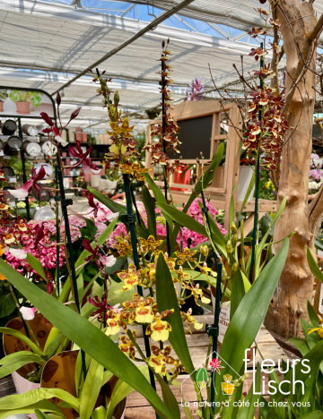 plante fleurie INTERIEUR