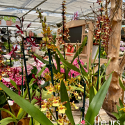 plante fleurie INTERIEUR