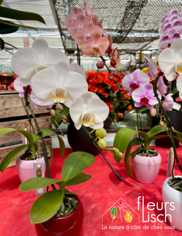 plante fleurie INTERIEUR
