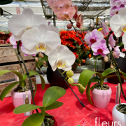 plante fleurie INTERIEUR