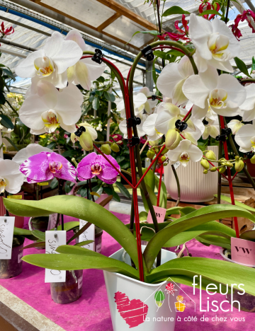 plante fleurie INTERIEUR