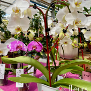 plante fleurie INTERIEUR