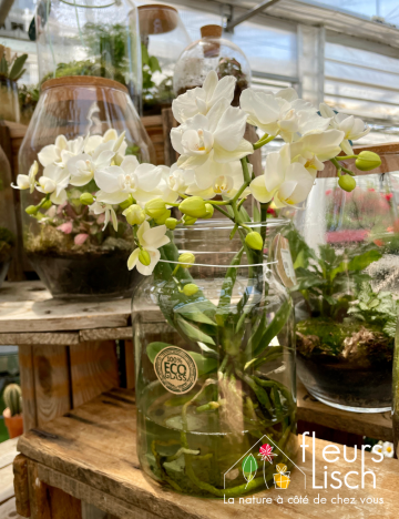 plante fleurie INTERIEUR
