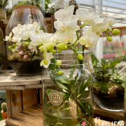 plante fleurie INTERIEUR